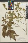 Foto von Salix pentandra L.